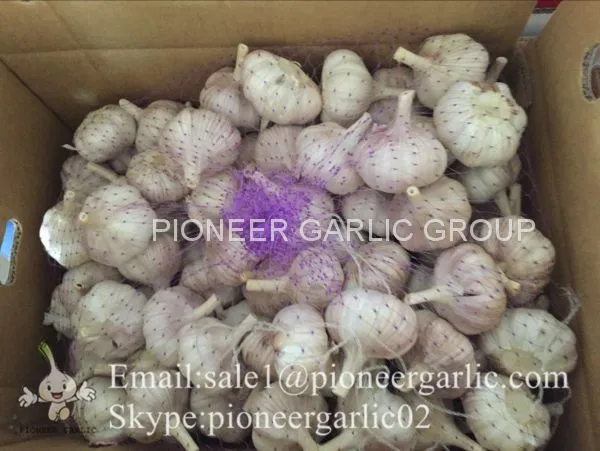 Chinese Natural 5cm Red Garlic Loose Packing In 10kg Box photo-2