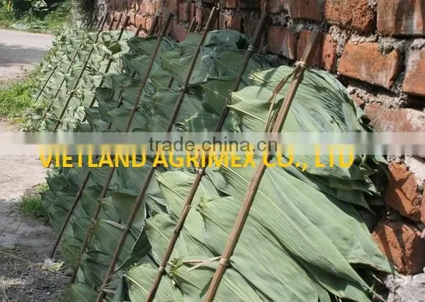 Dry Big Size Bamboo Leaves photo-3