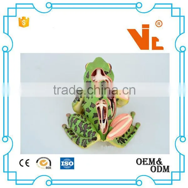 V-AM058 4D MASTER Frog Specimen Anatomical Model photo-3