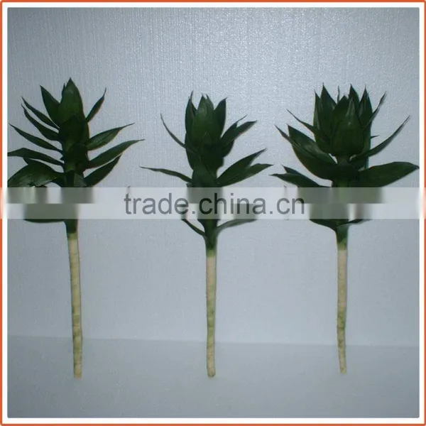 40cm Lotus Lucky Bamboo Air Bonsai Tree Dracaena Sanderiana Indoor Water Aquatic Feng Shui Plants Nursery Garden Decoration photo-3