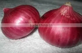 High Quality Onion for Sale | Onion Suppliers From India | Red Onion Exporters photo-4