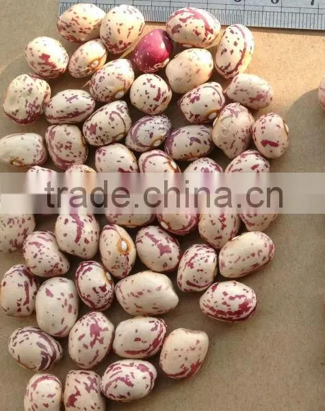Kidney Beans New Crop; photo-2