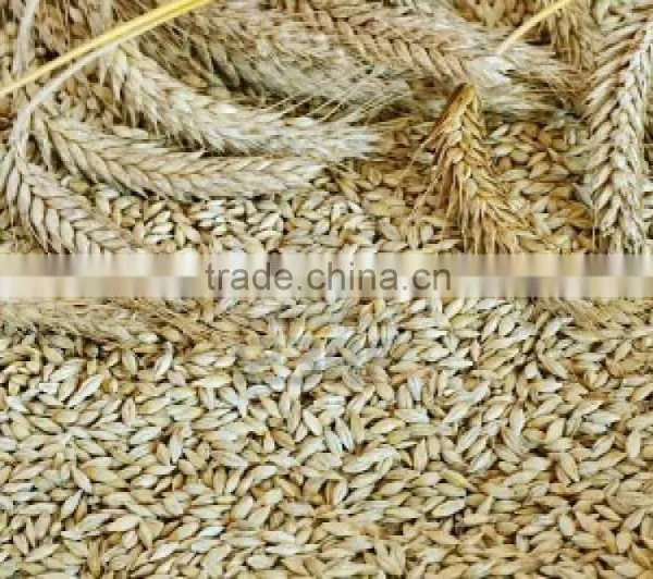 Barley Seeds photo-2