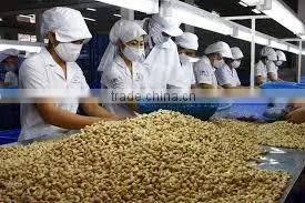 CASHEW NUT WHOLE WHITE 450 GRADE 1