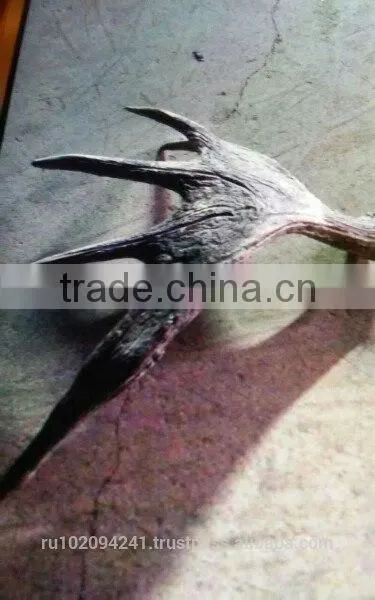 Dry Elk Antlers photo-2