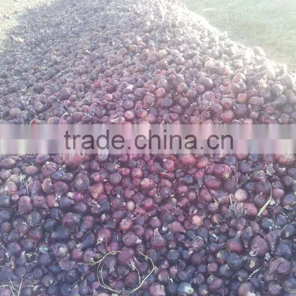 Fresh Red Onion photo-5