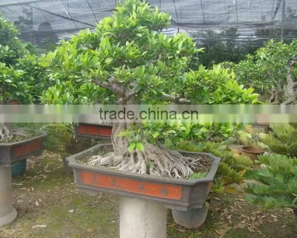 Artistic Best Bonsai of Ficus Microcarpa photo-6