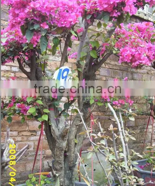 Bougainvillea Glabra Live Plants Live Bonsai photo-2