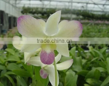 Dendrobium Hybrids Blooming Orchids Live Dendrobium