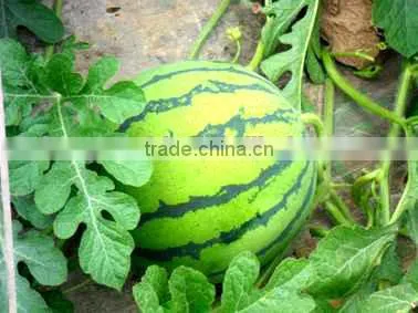 Macroelement Fertilizer Completely Water Soluble Liquid photo-5