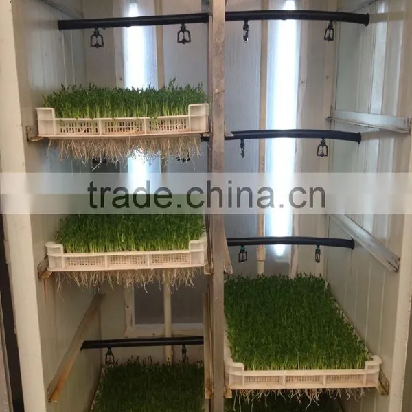 Automatic Bean Bud Seeding Machine With High Quality Best Price photo-3