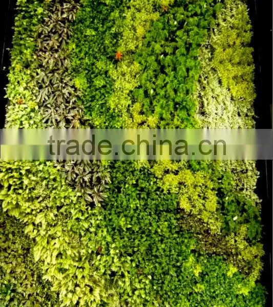 Factory Wholesale Artificial Grass Wall uv Resist Artificial Living Plant Moss Wall photo-6