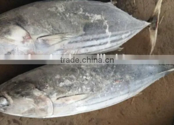 Sikpjack Tuna Meat/frozen Skipjack photo-2