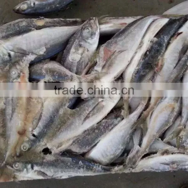 SEA FROZEN HORSE MACKEREL photo-3