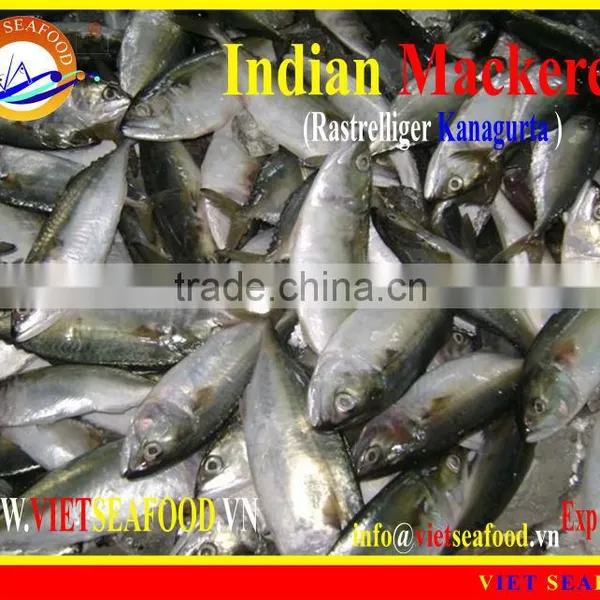 FROZEN W/R INDIAN MACKEREL photo-2