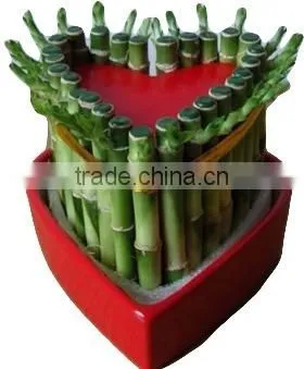Lucky Bamboo ( Dracaena Sanderiana) Heart Shape photo-3