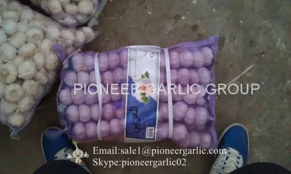 New Crop Chinese 5cm Pure White Fresh Garlic Small Packing in Mesh Bag photo-5
