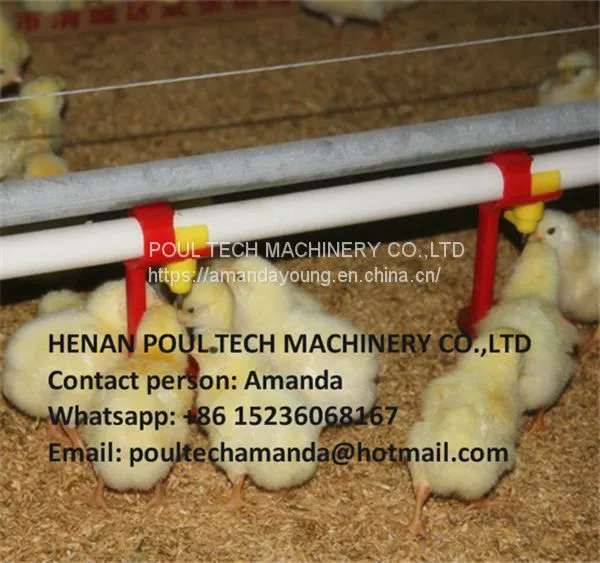 Malawi Poultry & Chicken & Bird Farm Automatic Broiler Ground Breeding System & Chicken Floor Raising System With Automatic Nipple Drinker System photo-2