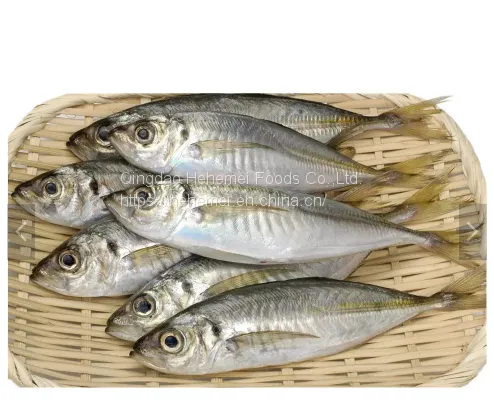 BQF IQF Whole Round Scad Mackerel Frozen Horse Mackerel Fish photo-2