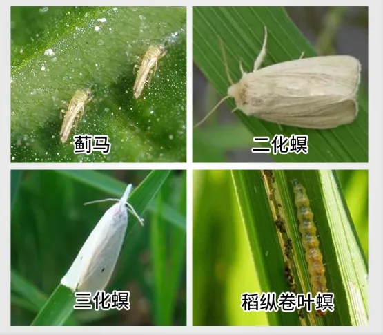 Insecticides Thiocyclam 50%SP Pesticides for Agriculture photo-4