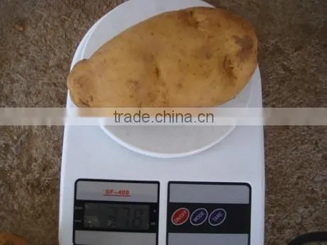 2015 Crop Chinese Fresh Holland Potato With Best Quality photo-2