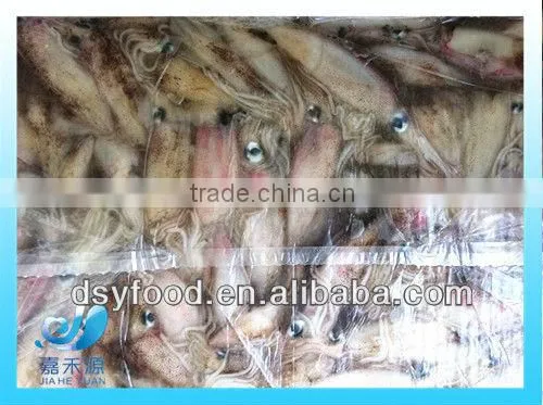 Frozen Whole Califorian Squid photo-5