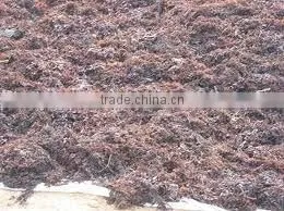 GRACILARIA IN VIETNAM WITH BEST PRICE