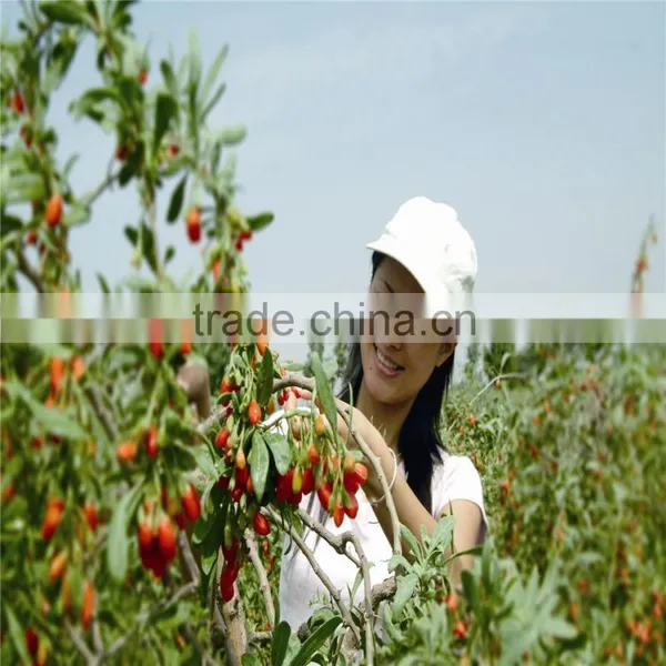 2014's Crop Organic Gojiberry in Stock Selling in Good Price