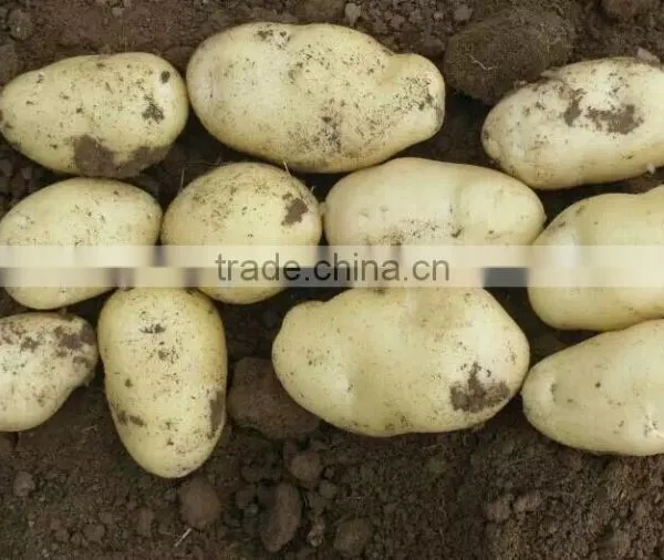 Holland Potato to Dubai Market for Sale photo-2