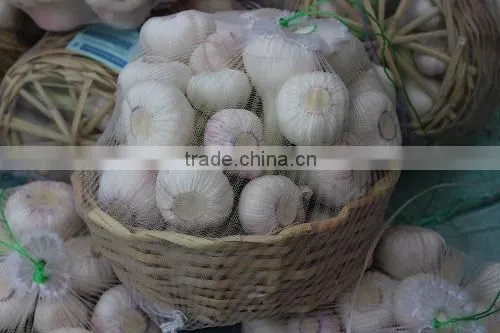 Garlic Type and Fresh Style Fresh White Garlic photo-5