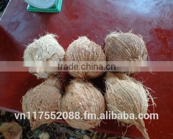 Semihusk Mature Coconut