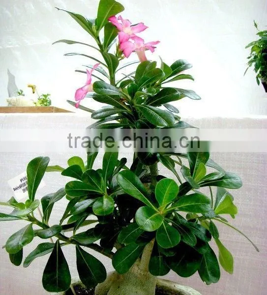 Desert Rose photo-4