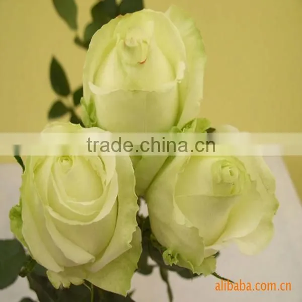 Wholesale Different Types of Fresh Cut Flowers White Roses for Sale photo-2
