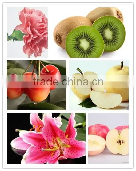 1-Methylcyclopropene Slow Down the Ripening Speed of Fruits photo-6