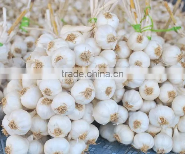 Fresh Ly Son Garlic at Best Price in New Crop photo-3