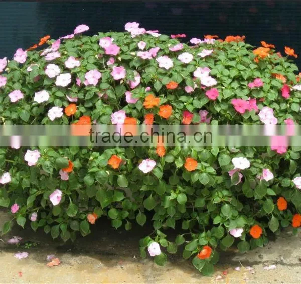 SOL 2015 GOOD DESIGN Box Planter Self-watering Plant Container Compost Bins photo-5