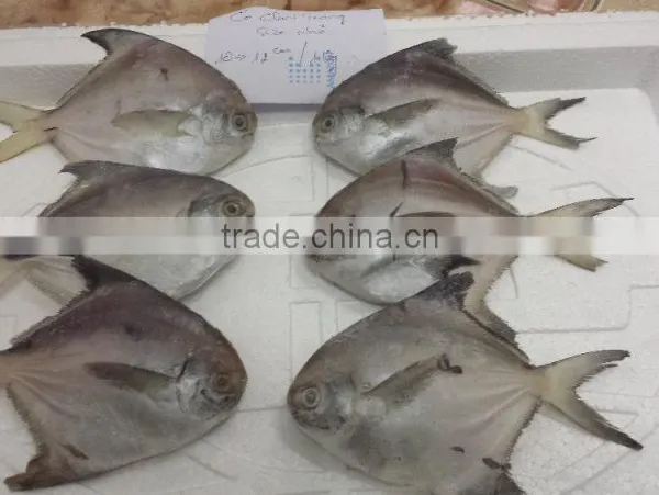 Forzen Silver Pomfret/ Seafish/ Pomfret/ Farm Black Pomfret/ Caught Black Pomfret photo-2