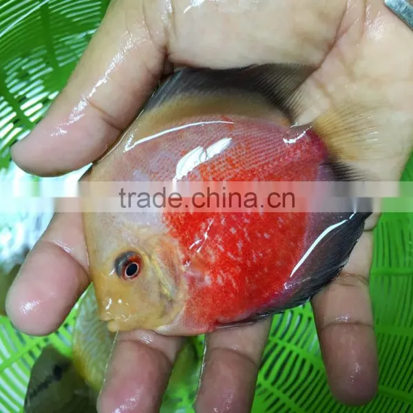 Discus Fish Farm and Export Company photo-2