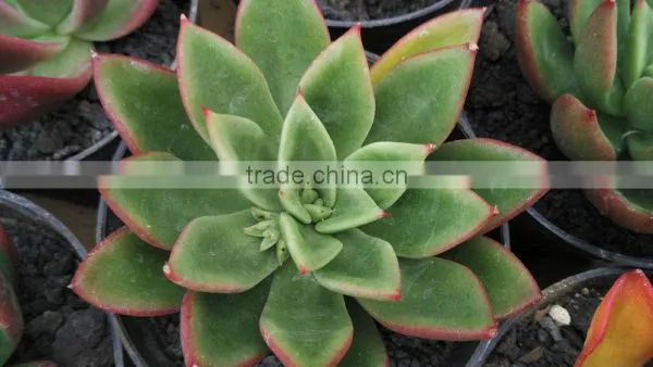 Echeveria Agavoides, Decorative Plants Echeveria, Succulent Plants, Tropical