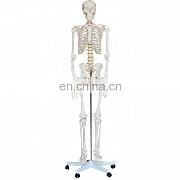 85cm Anatomy Human Organs Model for Medical Teaching Aids for Sale photo-2