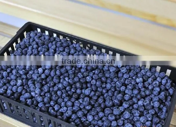 2015 IQF Blueberry photo-3