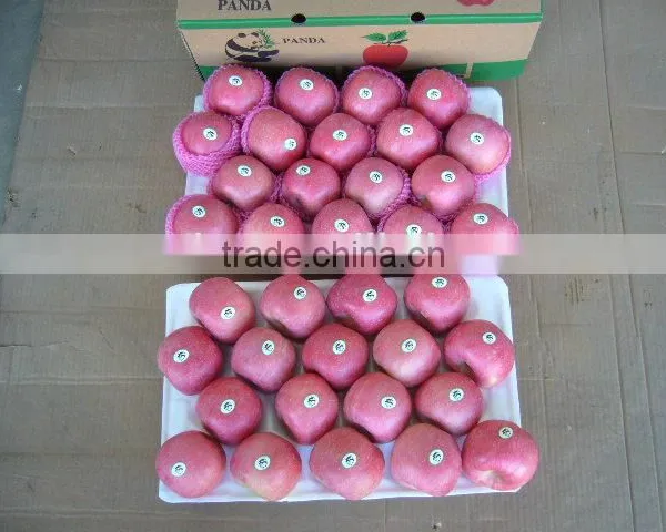 Fresh Apple Fruit Wholesale Distributors photo-3