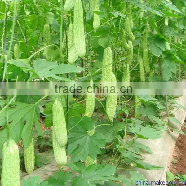Drip Irrigation Tape Inner Inlaid Flat Drip Irrigation Drip Tape photo-3