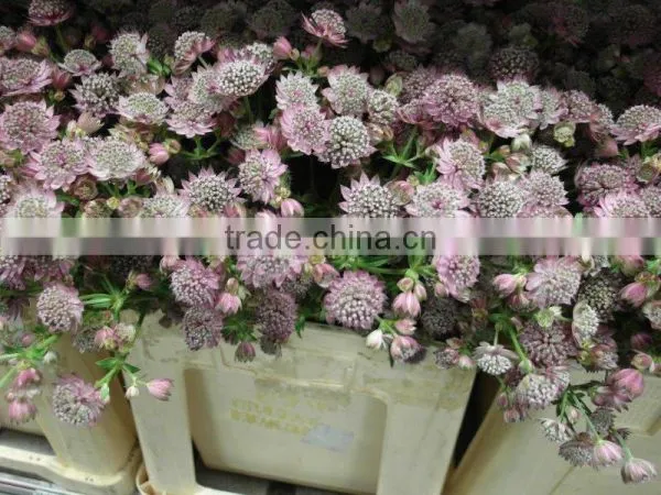 Astrantia photo-3