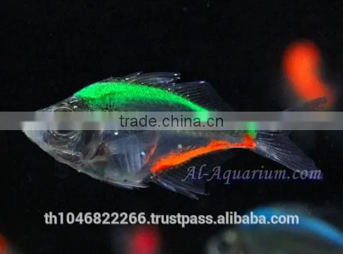 Glass Fish Mix Color For Sale / Ornamental Fish International Exporter photo-4