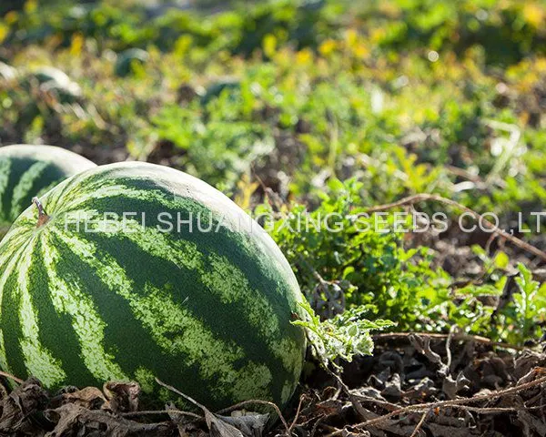 Red Flesh Hybrid f1 Watermlon Seeds for Middle East Market Crim No.2 photo-2