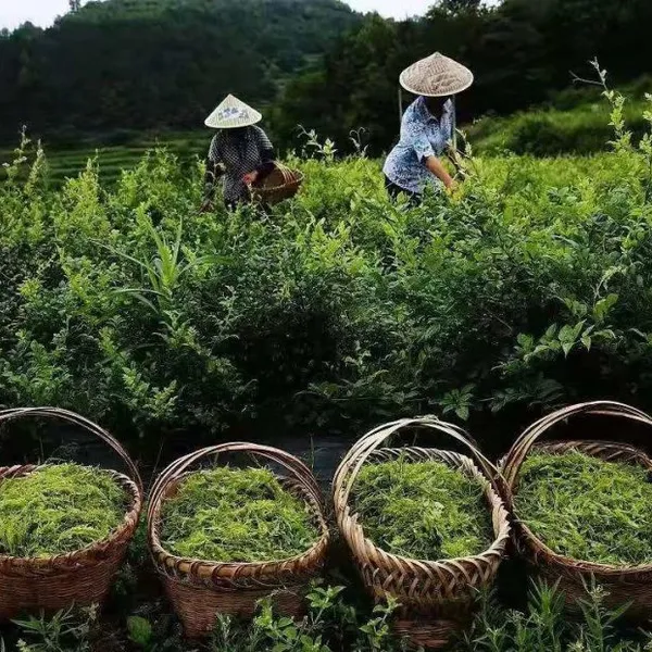 Vine Tea Extract （ 20% - 98% Dihydromyricetin） photo-3