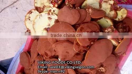 HIGH QUALITY - REISHI/GANODERMA/LUCIDUM/LINGZHI MUSHROOM photo-3