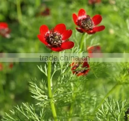 Summer Adonis , Adonis,flower Seed photo-2