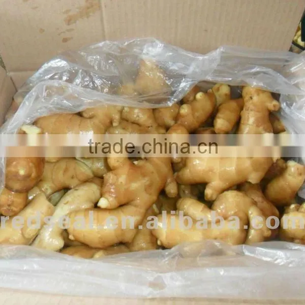 2012 Fresh Yellow Ginger